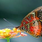 La enseñanza de las mariposas