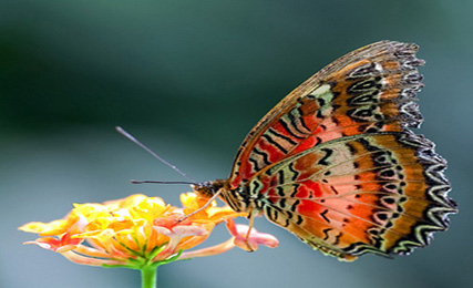 La enseñanza de las mariposas