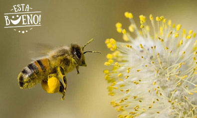 Salvemos a las abejas